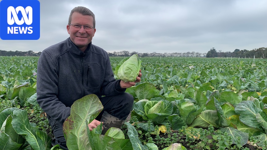 Sugarloaf cabbage takes the spotlight as vegetable of the year