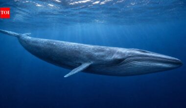 Blue whales can weigh 330,000 pounds, eat six tons of krill a day and communicate through powerful underwater songs |