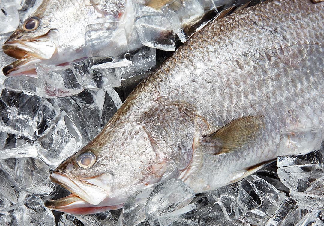 Barramundi Research Gives Breeders More Control