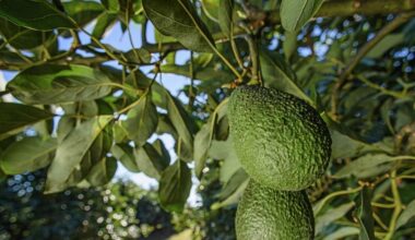 Gene discovery could trim years off avocado breeding | News