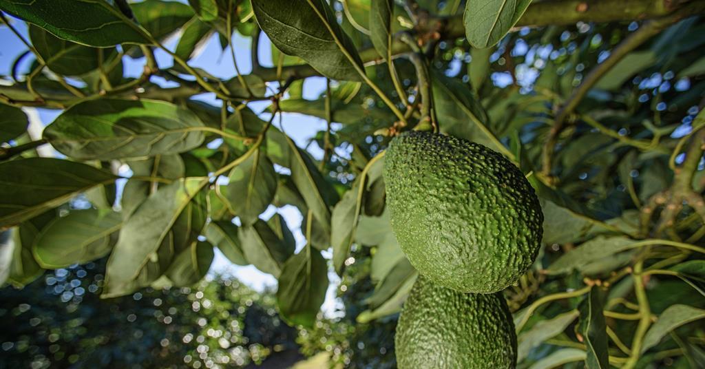 Gene discovery could trim years off avocado breeding | News