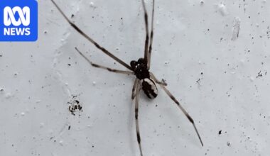 Male redback spider's dramatic death somersault during sex coded in its DNA