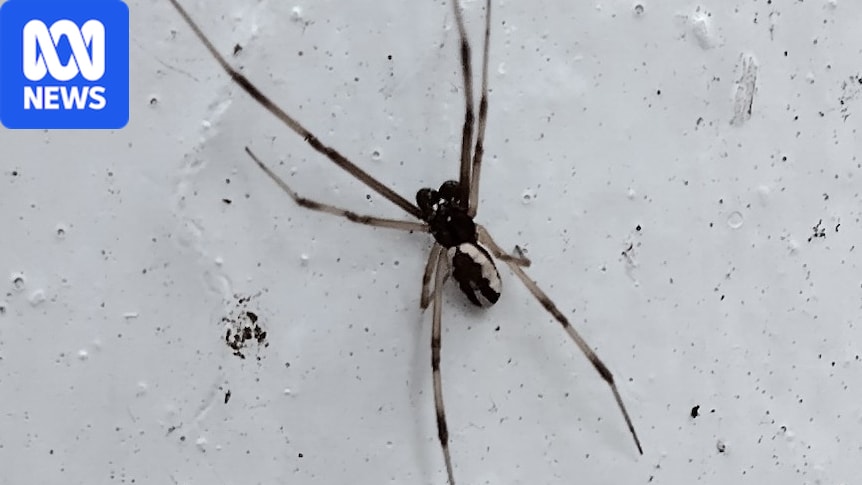 Male redback spider's dramatic death somersault during sex coded in its DNA