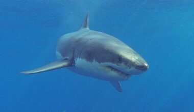 Veteran lifeguard, 71, dragged underwater off the coast of Maine by great white shark