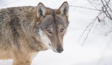 Wolf Populations Are Soaring Across Europe, And So Is Wildlife Tourism