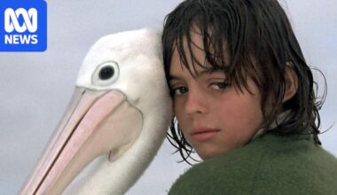Battle for survival looms for South Australia's pelicans as bird flu advances