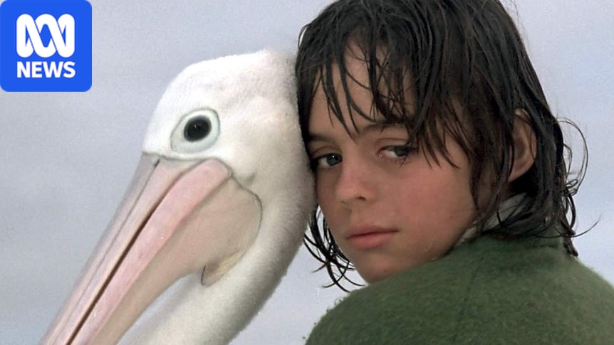Battle for survival looms for South Australia's pelicans as bird flu advances