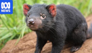 Bird flu threat to Tasmania's endangered native wildlife spurs contingency plans