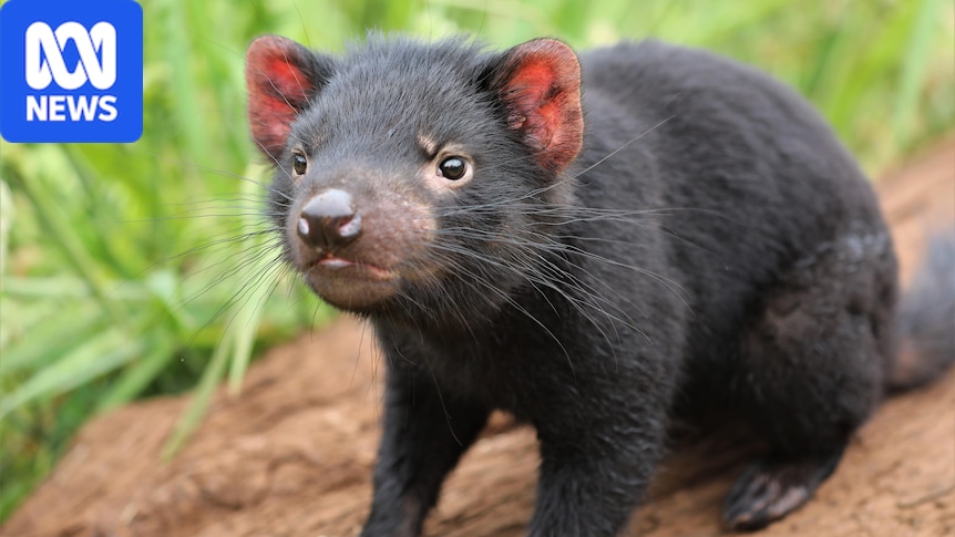 Bird flu threat to Tasmania's endangered native wildlife spurs contingency plans