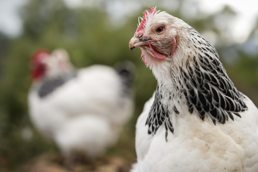 White and grey chickens