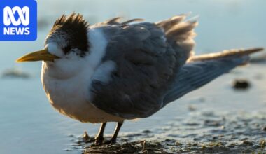 Second case of H5 bird flu detected in Tasmania as crested tern on King Island tests positive