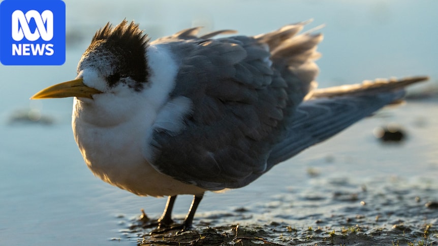 Second case of H5 bird flu detected in Tasmania as crested tern on King Island tests positive