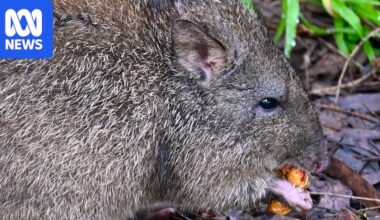Ozzy the orphaned long-nosed potoroo loves his peanuts