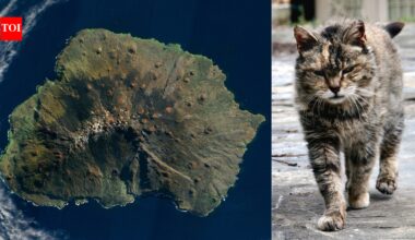 In 1949, five domestic cats were brought to Marion Island to control mice; their population grew to about 2,000 and was estimated to kill 450,000 seabirds a year