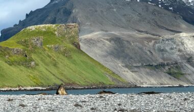Grass is spreading in the Antarctic, scientists warn