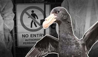 Vets turn away injured wildlife amid bird flu fears
