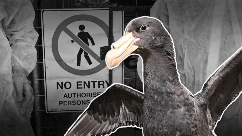Vets turn away injured wildlife amid bird flu fears
