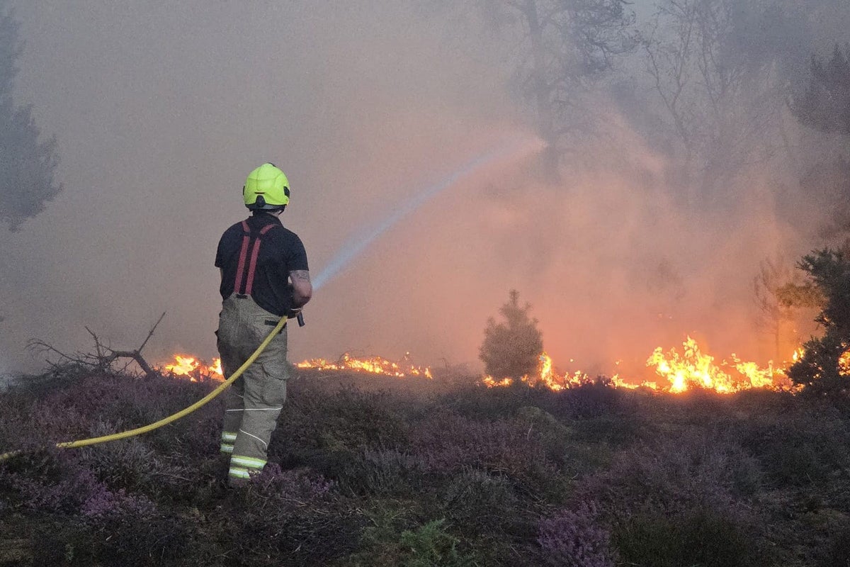 Dead trees, vanishing birds and barren riverbeds: How extreme heat will change the British landscape forever