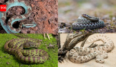 5 Snakes that thrive in extreme climates: Here's how they survive harsh weather conditions