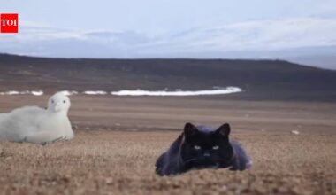 Feral Cats on Kerguelen Island: A Predatory Disaster for Wildlife | World News