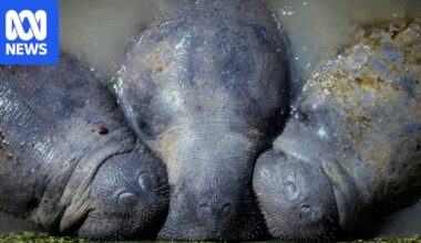 Ecology photo competition showcases wild cuttlefish, birds and science