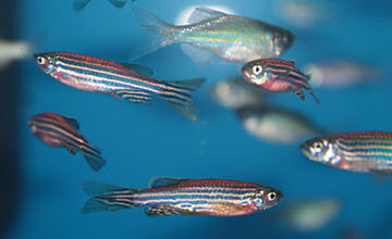 Optics & Photonics News - 3D Imaging Tracks Seizures in Real Time