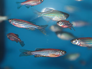 Optics & Photonics News - 3D Imaging Tracks Seizures in Real Time