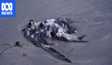 Wildlife experts warn bird flu mass mortalities are 'the start of the mayhem'