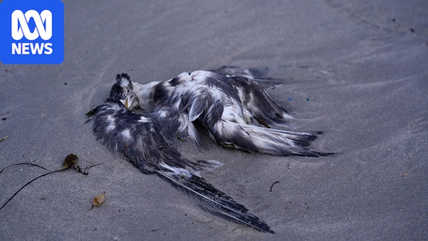 Wildlife experts warn bird flu mass mortalities are 'the start of the mayhem'