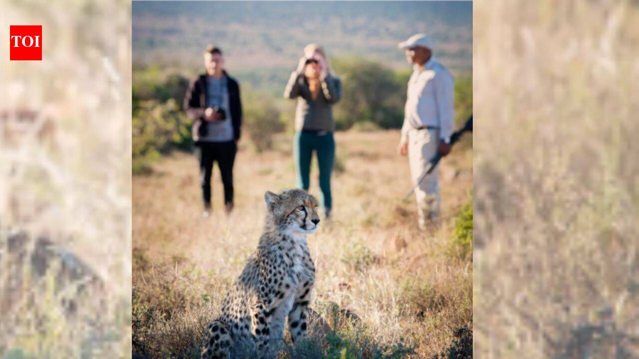 A South African couple combined 11 former livestock farms into a 67,000-acre reserve, restored the land and brought cheetahs back to the Great Karoo after 130 years