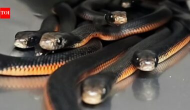 An Australian family noticed snakes disappearing into a backyard mulch pile; snake catchers found 102 venomous snakes underneath | World News