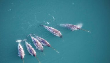 The twisted chemistry of Narwhal tusks | Research