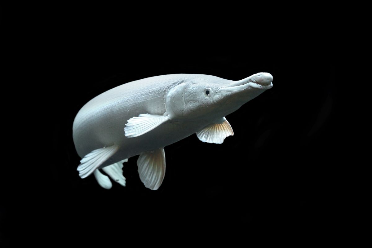 A dart-shaped, <strong>platinum alligator gar</strong>. The alligator gar is found only in the southern waters of the United States. A large freshwater fish measuring up to <a href=