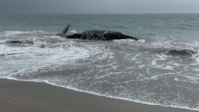 Whale beaches itself off Port Kennedy as storm brews