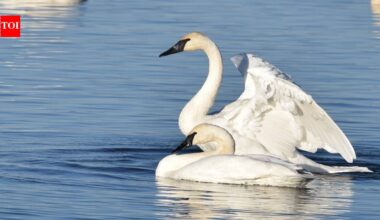In 1960, Turnbull refuge workers began reintroducing trumpeter swans; in 4 years, they moved 37 cygnets, and 21 lonely years later, Solo’s line revived hope in eastern Washington | World News