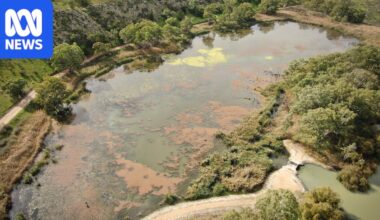 Teal Flat wetland provides a glimpse of a carp-free future for Australia's waterways