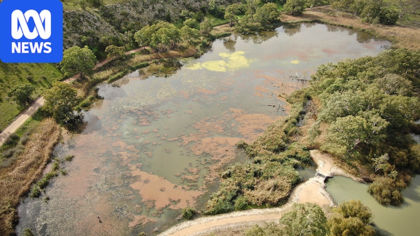 Teal Flat wetland provides a glimpse of a carp-free future for Australia's waterways