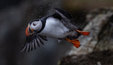Paradise Photographer Recognized as 'Canadian Wildlife Photographer of the Year'