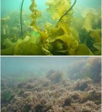 Loss of kelp forests reverberates down to microbial level