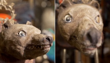 British collector snaps up rare Tasmanian tiger head for £62,000
