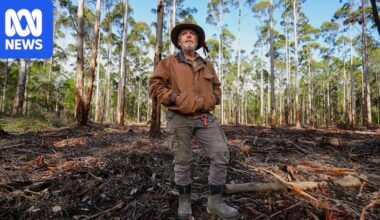 Scrutiny over WA government's decision to 'eco-thin' landmark South West forests