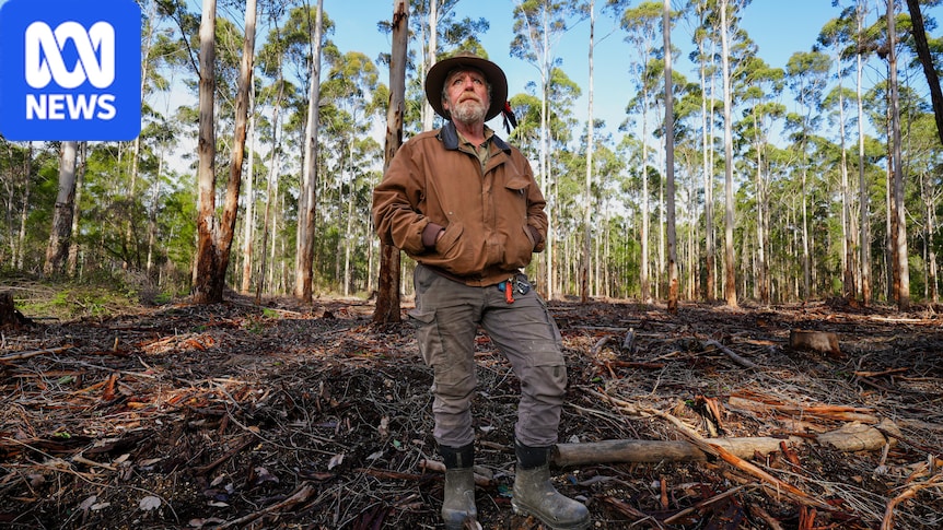 Scrutiny over WA government's decision to 'eco-thin' landmark South West forests