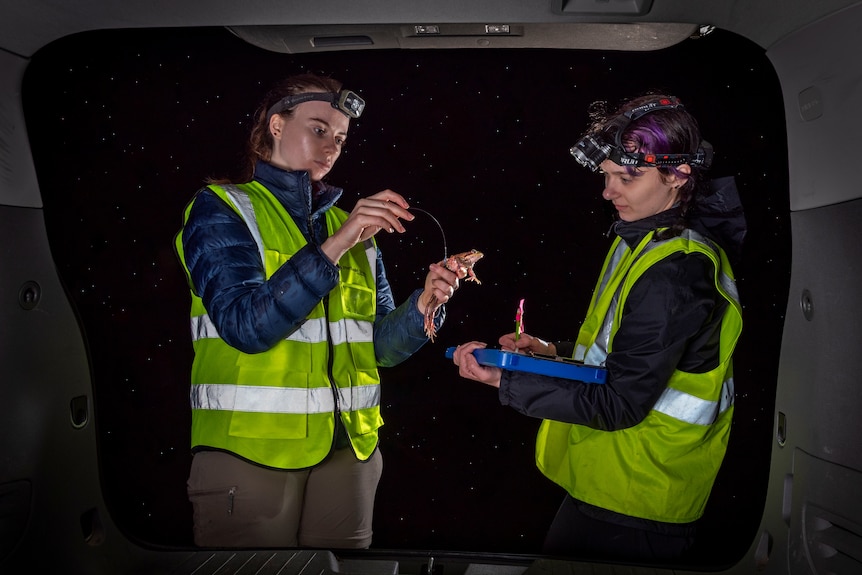 Two people in high vis and headlamps looking at a red frog against a starry night sky backdrop.