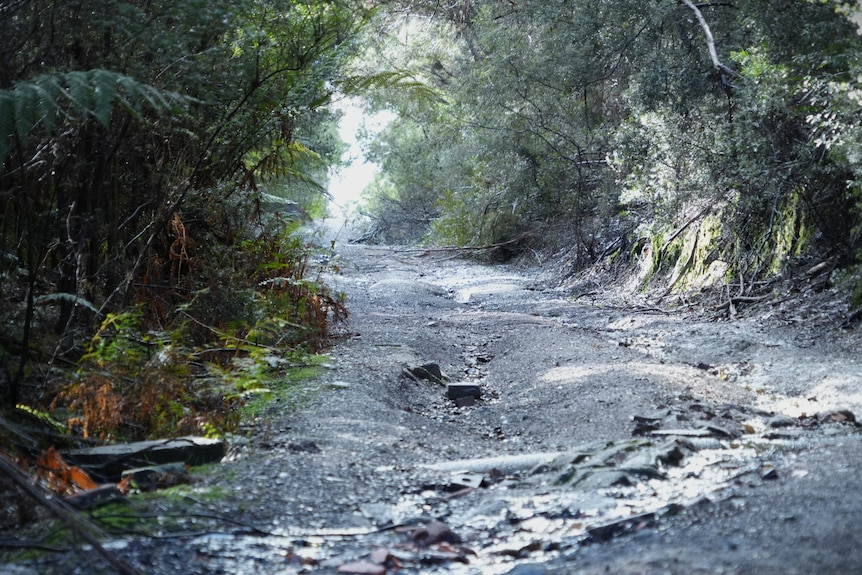A rutted dirt track surrounded by thick forest with a stream running through it.