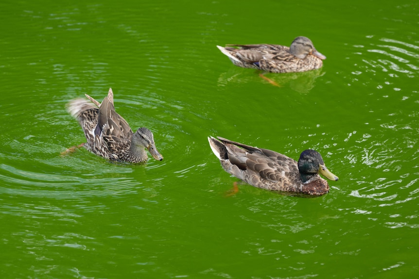 Three ducks float on the surface of bright green water.