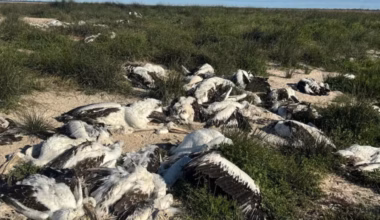 Menindee Lakes: Ecologist finds 400 dead pelicans at Lake Cawndilla