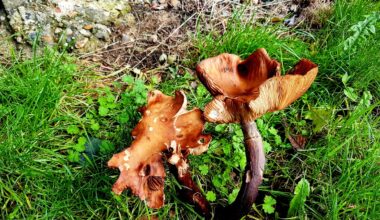 The hidden economy beneath our feet: Plants share energy through fungal networks