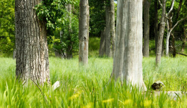 Why AI Might Actually Help Your Photography
