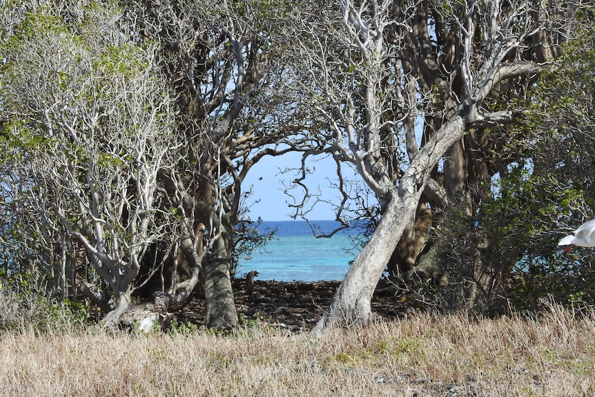 Trees and overgrowth on an island.