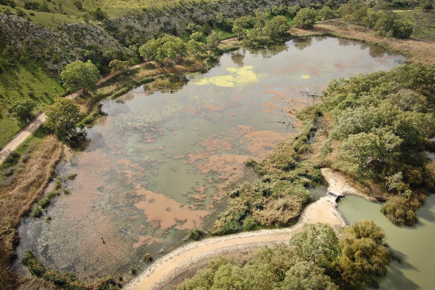Drone shot of clear wetland full of thriving aquatic vegetation.